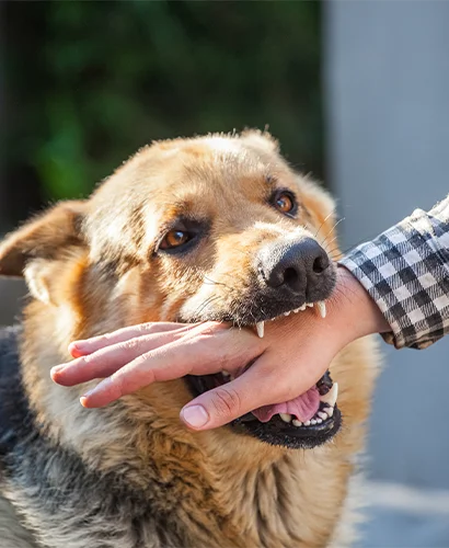 Dog Bites
